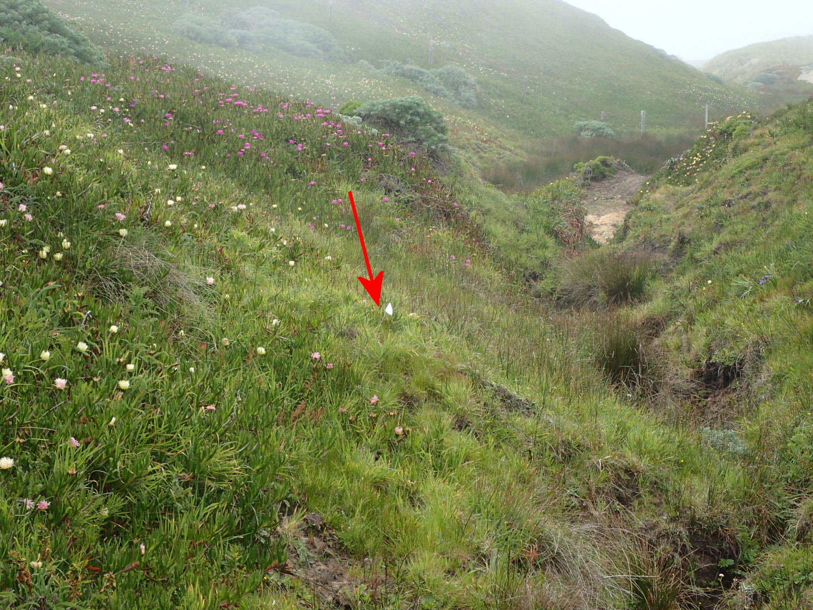 07 Rana draytonii terretrial habitat 1